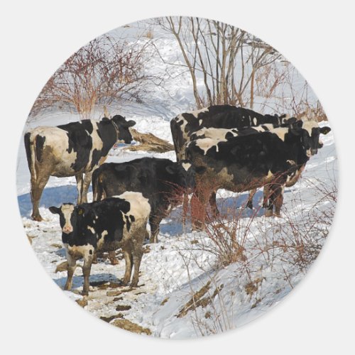 Cold Cows Sticker