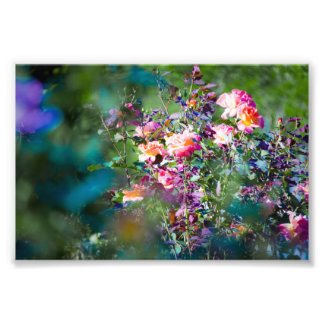 Cold Flowers Photo Print