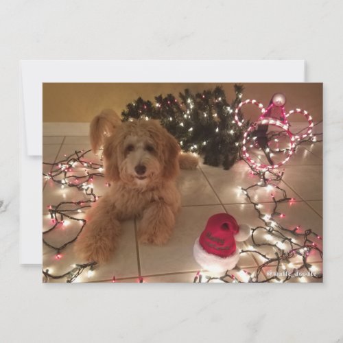 Cold Nose Warm Wishes Labradoodle Christmas Card