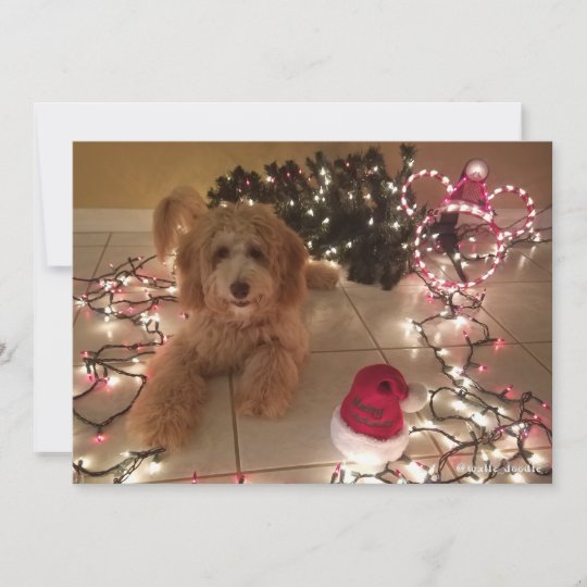 Cold Nose, Warm Wishes Labradoodle Christmas Card