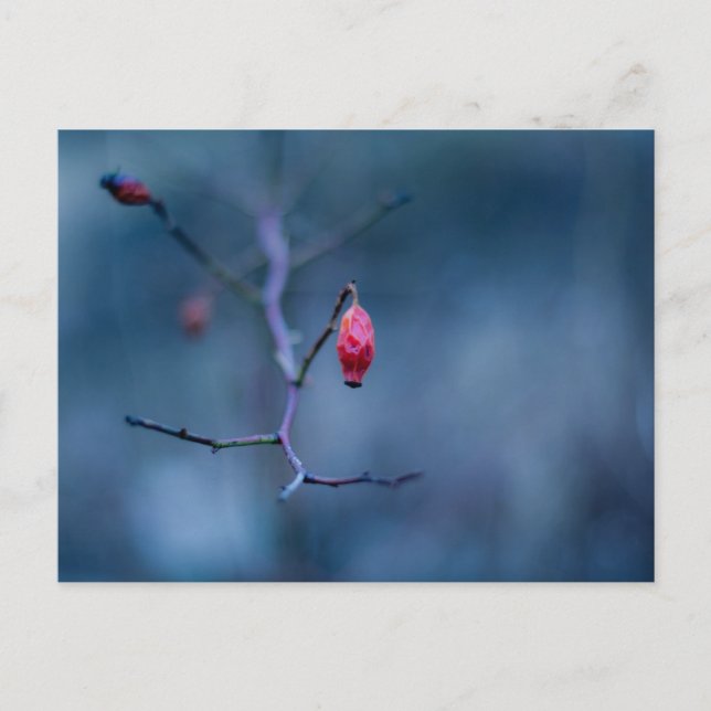 Cold rose postcard (Front)