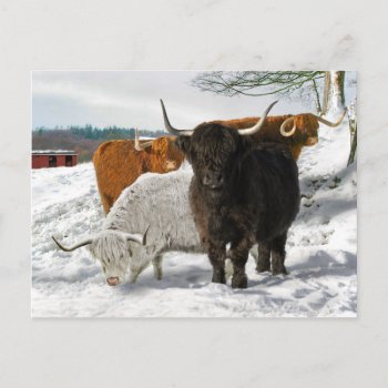 "cold Snowy Morning" Postcard by TabbyHallDesigns at Zazzle