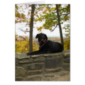 Cole on the wall (Front)