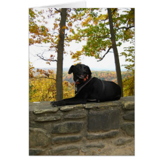 Cole on the wall cards