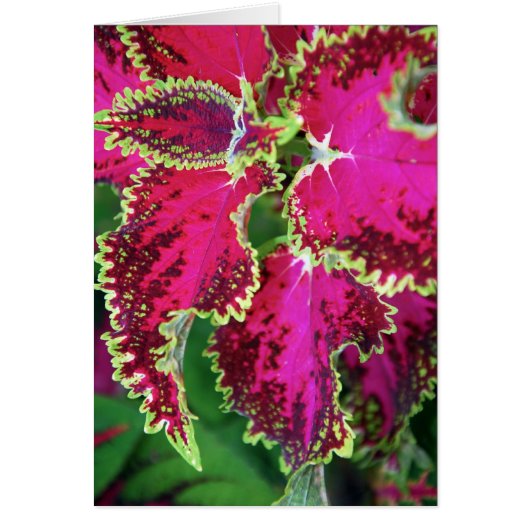 "Coleus #1" Cards (Front)