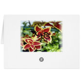 Coleus Cards (Back Horizontal)