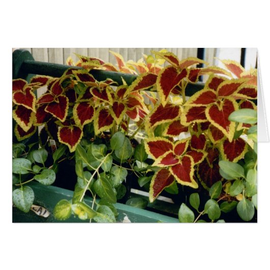 Coleus Cards (Front Horizontal)