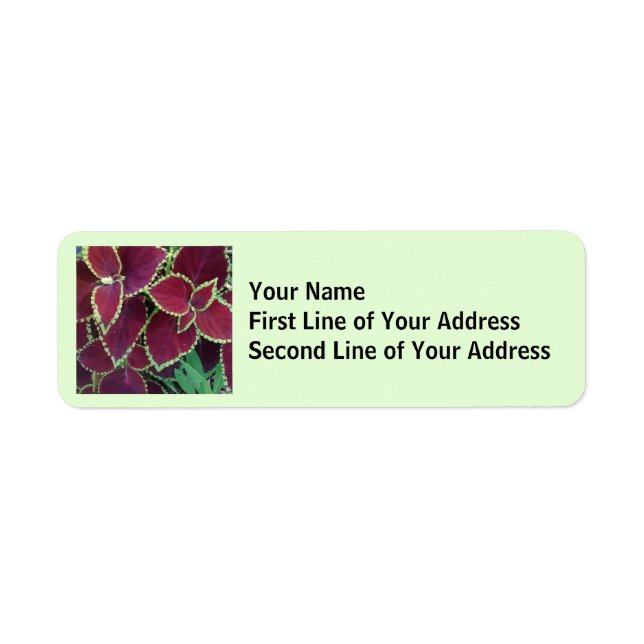 Coleus Label (Front)