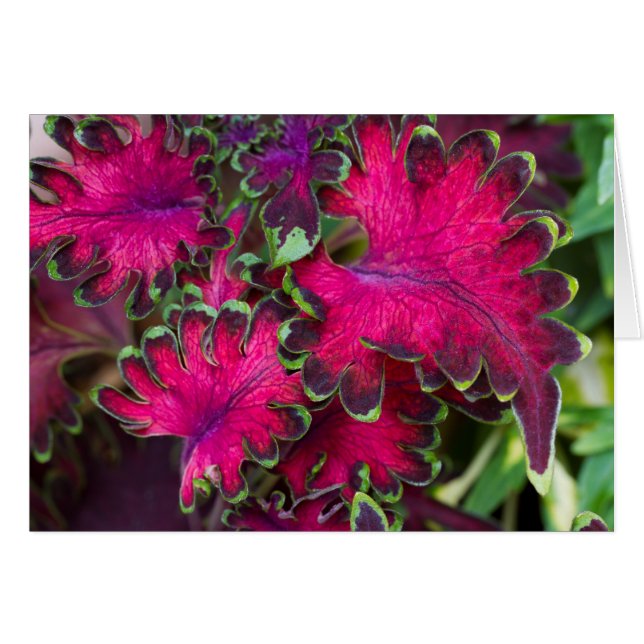 Coleus Macro Card (Front Horizontal)