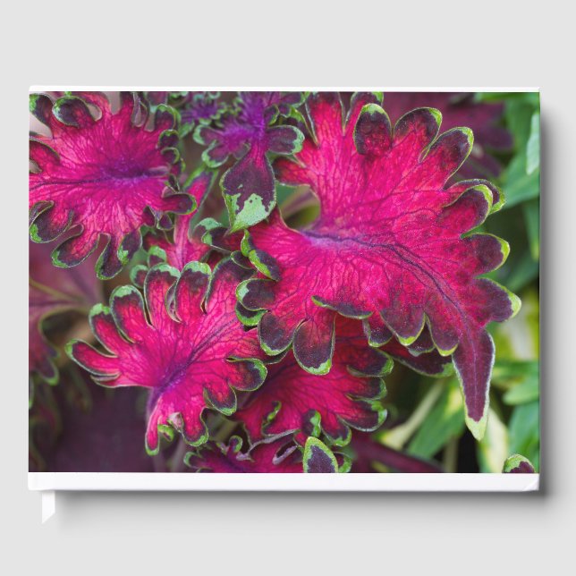 Coleus Macro  Guest Book (Front)