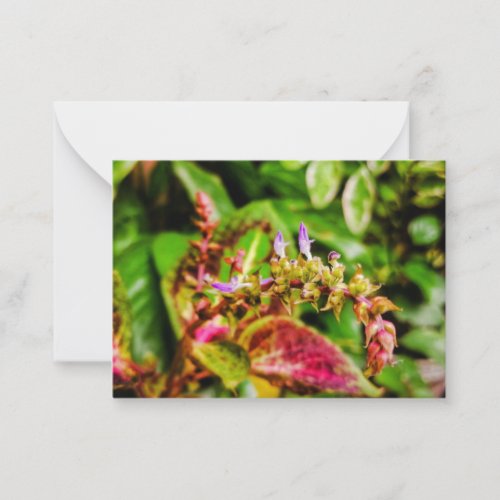 Coleus Mayana Herb Plant Flat Note Card