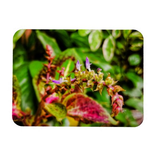 Coleus Mayana Herb Plant Flexible Photo Magnet