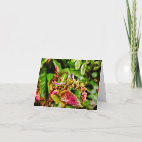 Coleus Mayana Herb Plant Folded Invitation