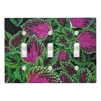 COLEUS PLANT/MAGENTA.PLUM-BLACK AND GREEN