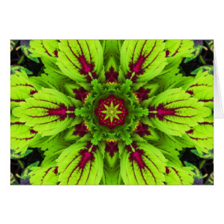 Coleus Plant Mandala Cards