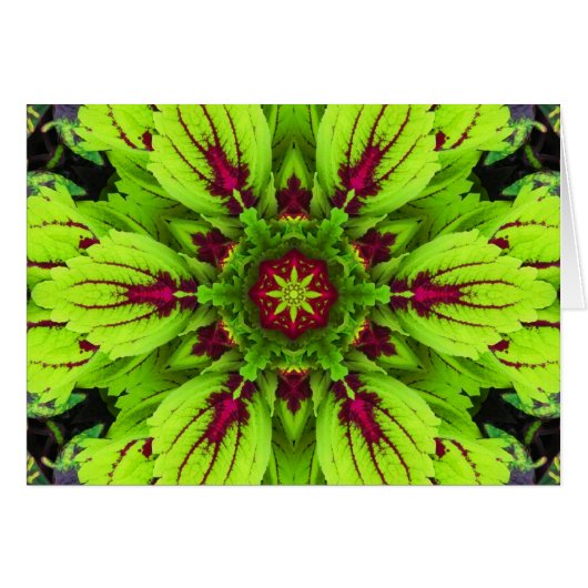 Coleus Plant Mandala Cards (Front Horizontal)