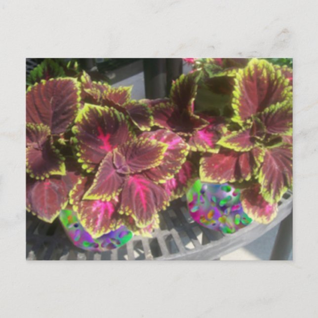 Coleus Plant Postcard (Front)