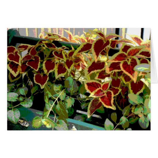 Coleus Plants Cards (Front Horizontal)