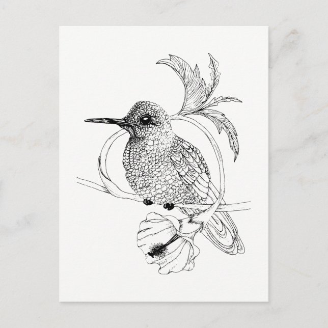 Colibri Bird Illustration Postcard (Front)