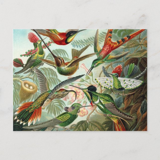 Colibri - Ernst Haeckel Postcard (Front)