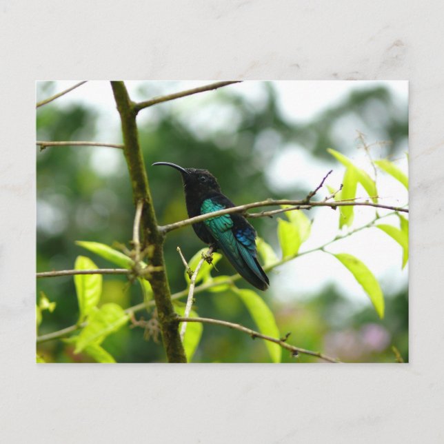 Colibri (Hummingbird) - Martinique, FWI Postcard (Front)