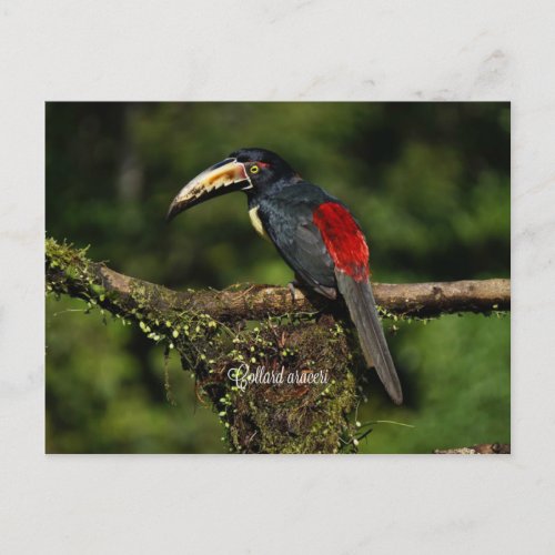 Collard araceri tropical bird postcard