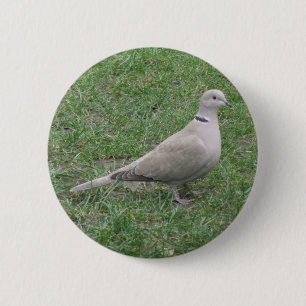 Collared Dove Button