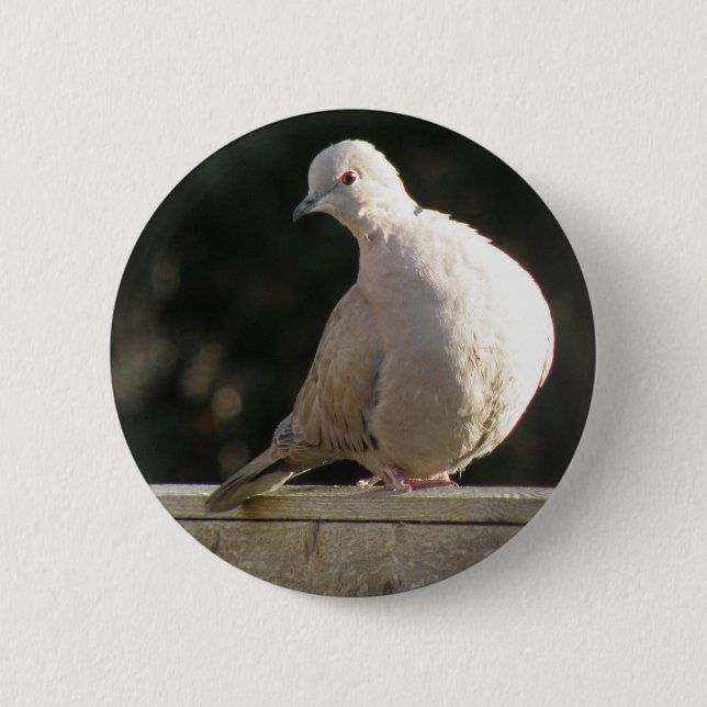 Collared Dove Button (Front)