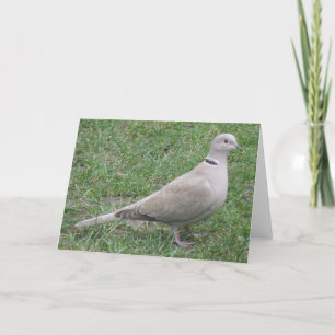 Collared Dove Greeting Card