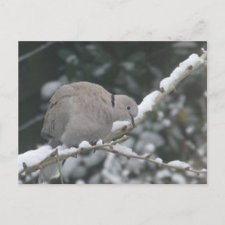 Collared Dove in the Snow DIY Postcard