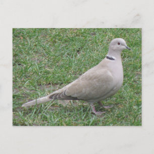 Collared Dove Postcard