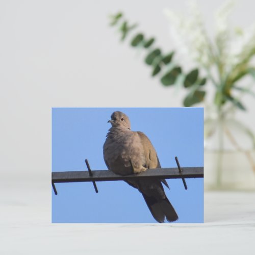 Collared Dove Postcard