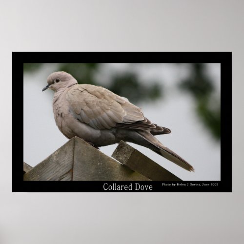 Collared Dove Poster
