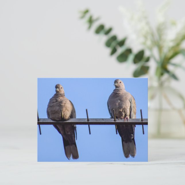 Collared Doves  Postcard (Standing Front)
