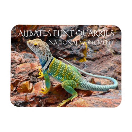 Collared Lizard Alibates Flint Quarries Texas Magnet