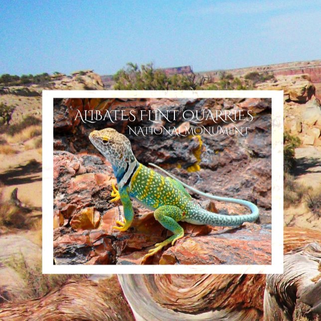 Collared Lizard, Alibates Flint Quarries, Texas Postcard (Creator Uploaded)