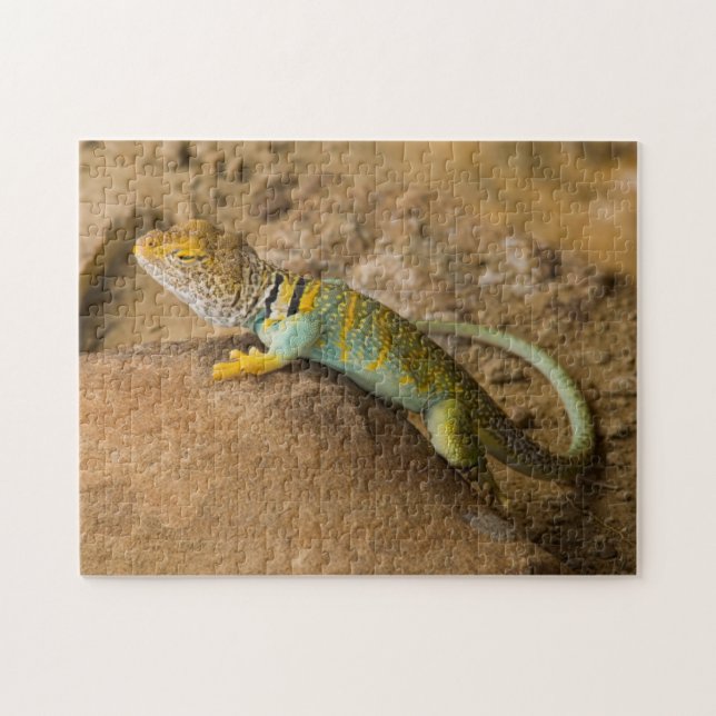 Collared Lizard Jigsaw Puzzle (Horizontal)