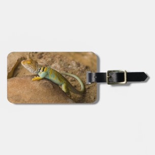 Collared Lizard Luggage Tag