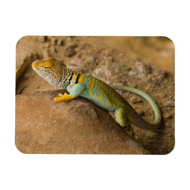 Collared Lizard Magnet (Horizontal)