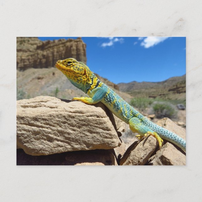 Collared Lizard near Thompson Springs Postcard (Front)