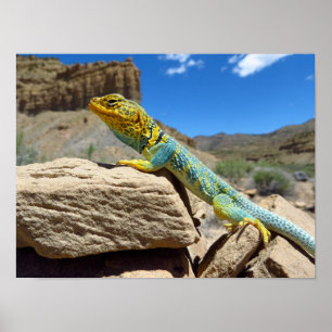 Collared Lizard near Thompson Springs Poster