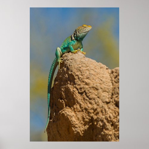 Collared Lizard on Rock Poster