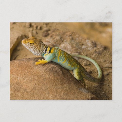 Collared Lizard Postcard