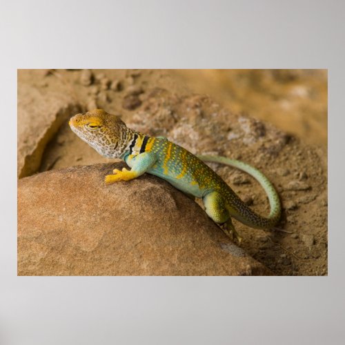 Collared Lizard Poster