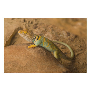 Collared Lizard Wood Wall Art