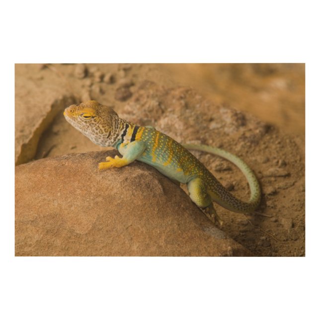 Collared Lizard Wood Wall Art (Front)