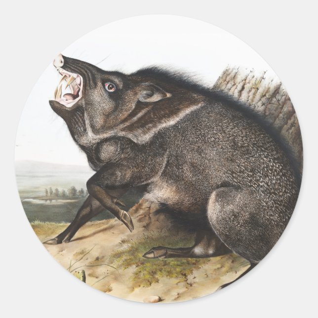 Collared Peccary Dycoteles torquatus Illustration Classic Round Sticker (Front)
