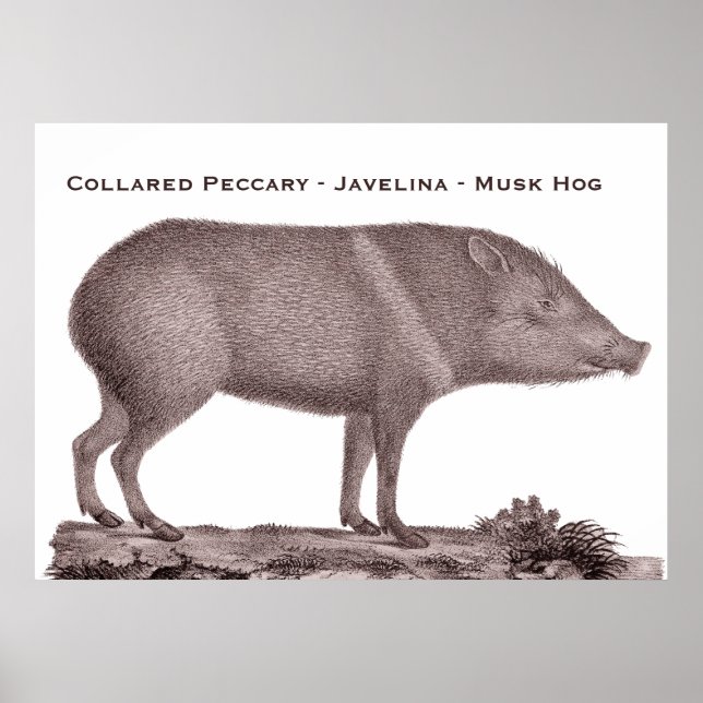 Collared Peccary - Javelina - Musk Hog - Tayaussa Poster (Front)