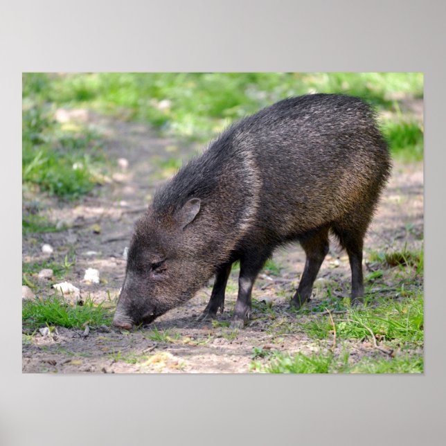 Collared Peccary walking Postcard Metal Ornament S Poster (Front)