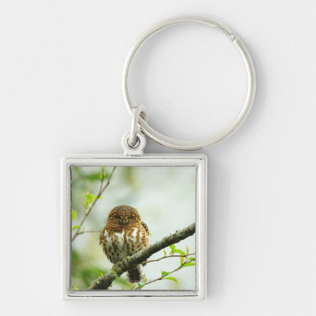 Collared pigmy owlet perching on tree branch, keychain (Front)